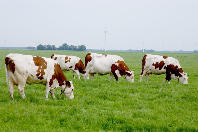 Stikstofbeleid tegenstrijdig met klimaatbeleid