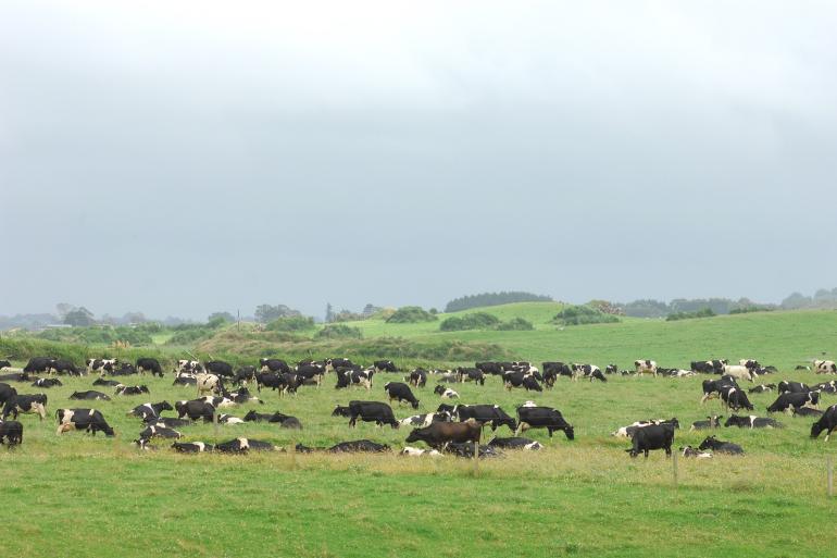 Nieuw Zeeland