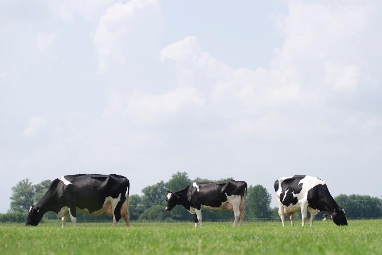 Meer bedrijven zetten melk af onder het Beter Leven-keurmerk