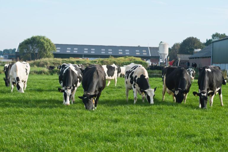 Meer uren weidegang is een van de maatregelen om de stikstofuitstoot te laten dalen