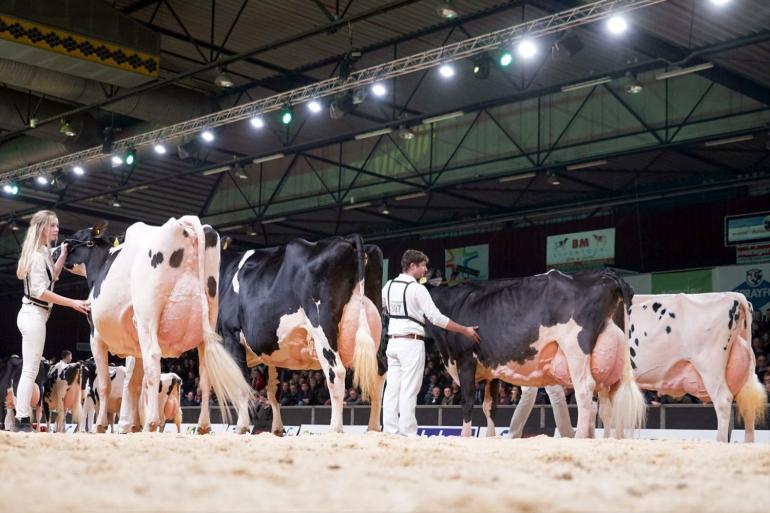 Voor de individuele keuring zijn ongeveer 280 dieren opgegeven (foto: Lianna Kolff)