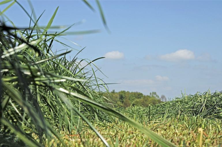 De capaciteit van de huidige beschikbare techniek is nog te laag om grasraffinage financieel interessant te maken