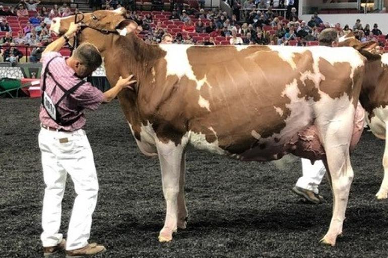 Milksource Tantrum (v. Unstopabull), reservekampioen jonge koeien