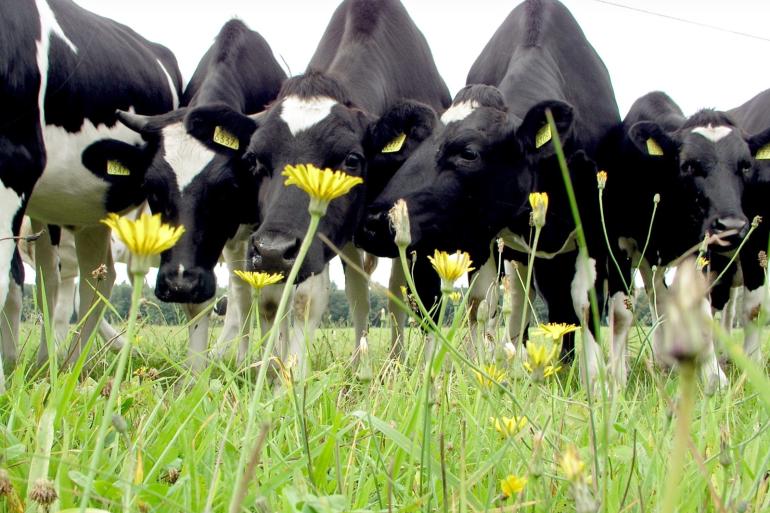 Nederlandse consumenten noemen dierenwelzijn vaak als belangrijk positief kenmerk van de melkveehouderij