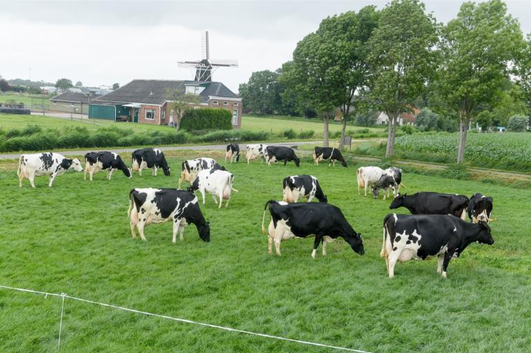 In 2020 waren er 17 honderdtonners gelijktijdig op het bedrijf van de familie Mooijman aanwezig