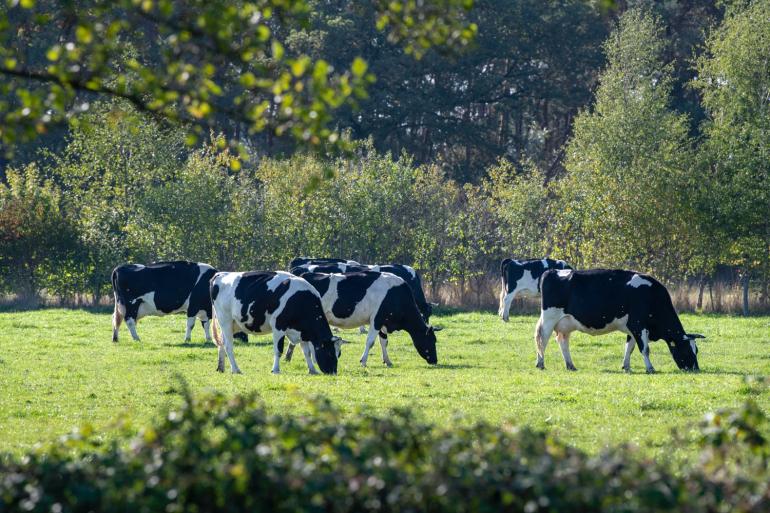 Door de koeien dagelijks een vers perceel te geven is de kans het grootst dat het lukt om de percelen met een goede graslengte de winter in te laten gaan