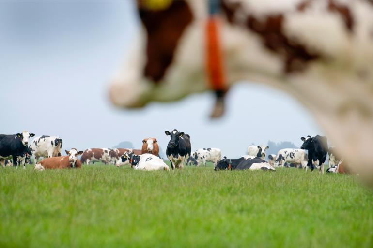 Voor een natuurvergunning mag de stikstofuitstoot van beweiding worden weggestreept tegen de uitstoot die bespaard wordt door minder te bemesten