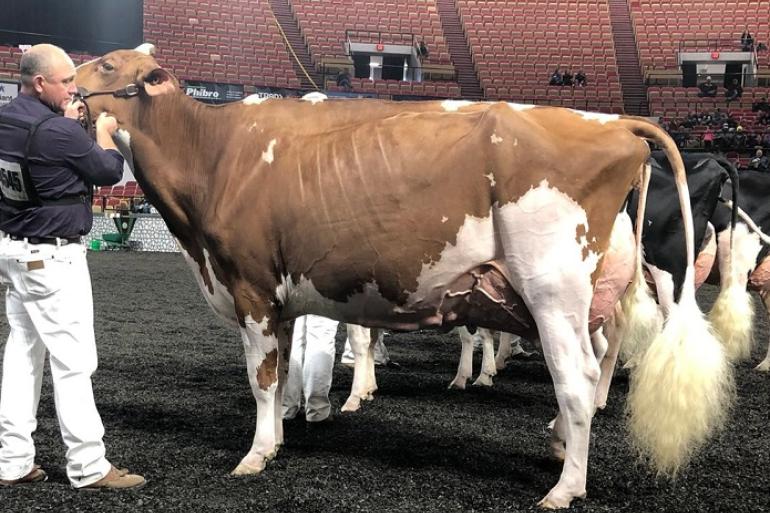 Blondin Unstopabull Maple was een opvallende verschijning bij de jonge koeien (foto René de Wit)