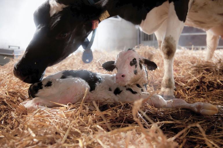 De enige manier om paratuberculose te bestrijden is voorkomen dat jonge dieren besmet worden