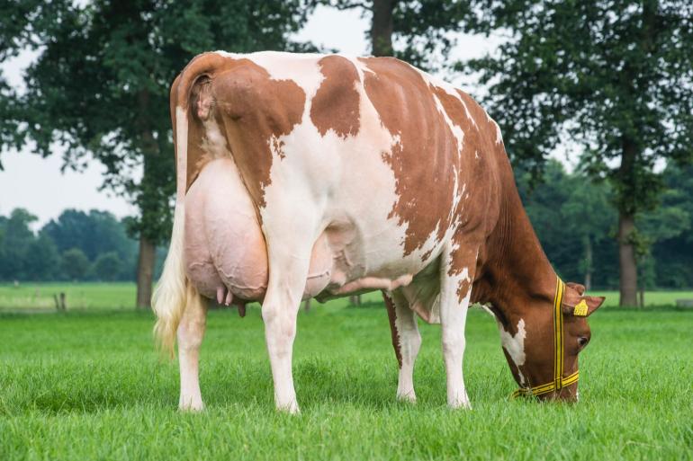 Plattery Princesse is de eerste roodbonte met 94 punten én 10.000 kg vet en eiwit