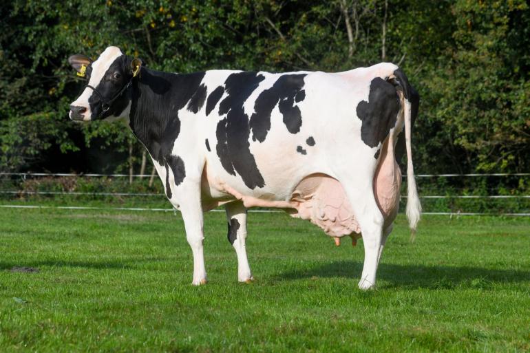 Langemeins Jantje 129 produceerde al 192.740 kg melk
