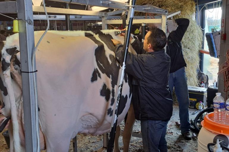 Cowfitter Joël Phoenix uit Canada is al bezig met de voorbereidingen voor de juiste topline