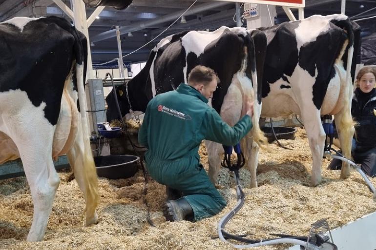 Het melken van de koeien op de stand in Cremona