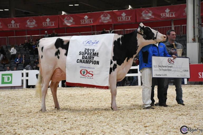 Idee Windbrook Lynzi (v. Windbrook) won in 2019 de Royal Winter Fair