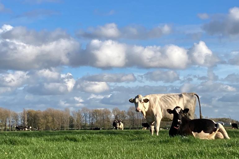 De Nederlandse Zuivelorganisatie (NZO) moet na een half jaar al weer op zoek naar een nieuwe directeur