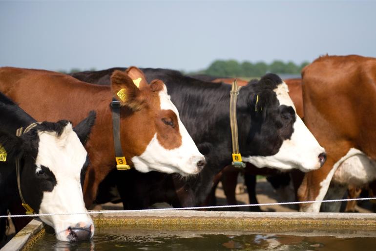  De gepigmenteerde huid rond de ogen van blaarkoppen blijkt te beschermen tegen oogkanker