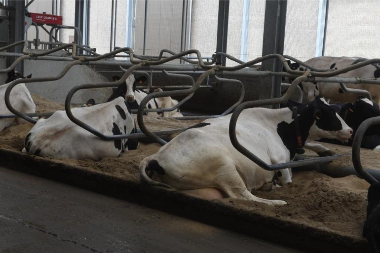 Het nieuwe certificatieschema voor PlanetProof stelt duidelijk eisen aan het ligcomfort voor koeien