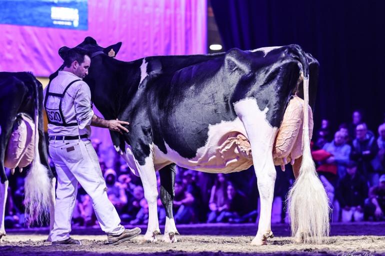 Bons-Holsteins Koba 245 (v. Doorman) pakte het reserve algemeen kampioenschap in Cremona (foto: Guillaume Moy)