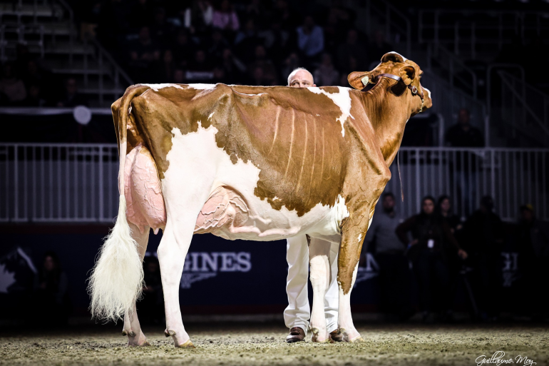 Maple won op de Royal Fair zowel het roodbont als het zwartbont algemeen kampioenschap (foto: Guillaume Moy)