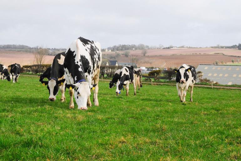 De Ierse zuivelonderneming Glanbia betaalde in december de hoogste melkprijs uit 