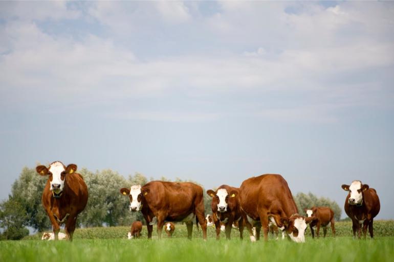 Biologische melkveebedrijven hebben een lager stikstofoverschot dan gangbare melkveebedrijven 
