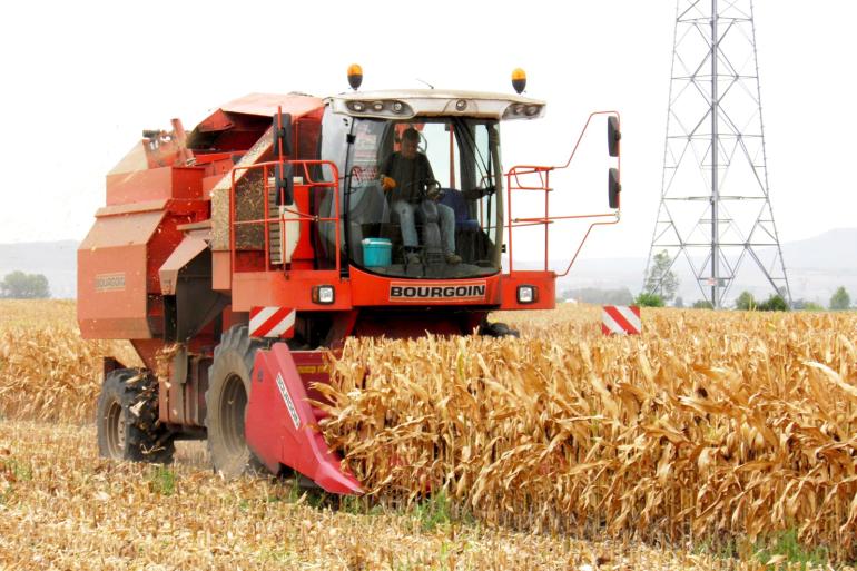 Toenemende droogte bedreigt maiszaadproductie