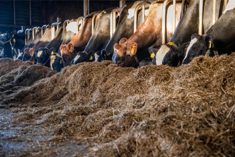 Met pensbestendig vet in het rantsoen ging de methaanemissie uit pensfermentatie omlaag op De Marke