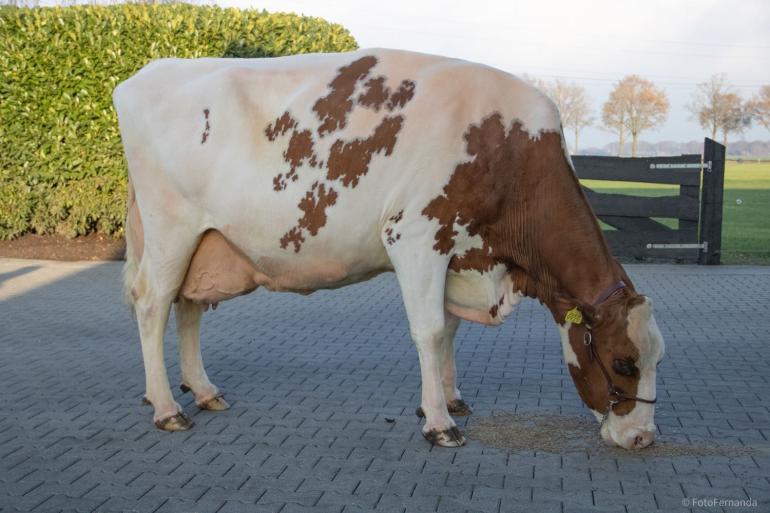 De met 91 punten ingeschreven Toosje is negen jaar oud en produceerde al ruim 80.000 kg melk met gemiddeld 4.14% eiwit