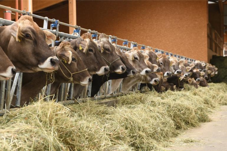 Vooral in Zuid-Duitsland hebben melkveebedrijven een kleinere omvang