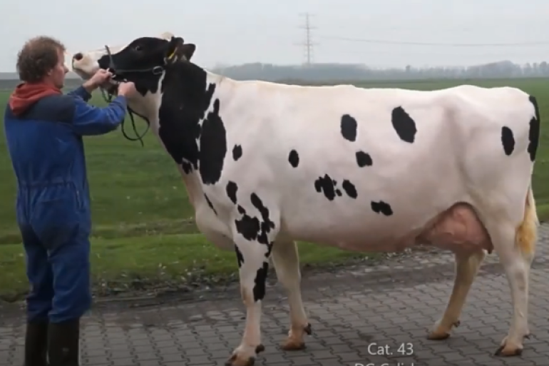 DG Calisha won het algemeen kampioenschap zwartbont