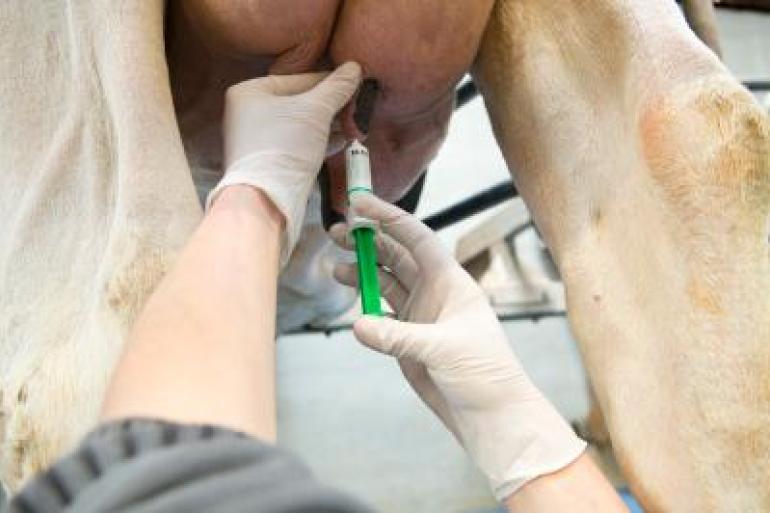 Veel Vlaamse veehouders zien systematisch droogzetten met antibiotica als een verzekering voor een goede uiergezondheid
