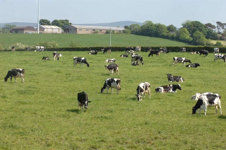 In Ierland wordt nu nog veel gewerkt met natuurlijk dekkende stieren