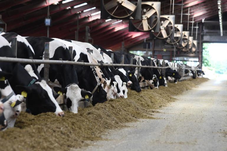 Gemiddeld produceerden de Deense koeien in 2022 bijna 11.300 kg melk