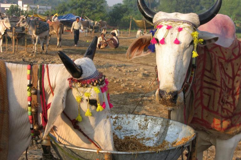 Valentijnsdag wordt dit jaar toch geen Koeknuffeldag in India