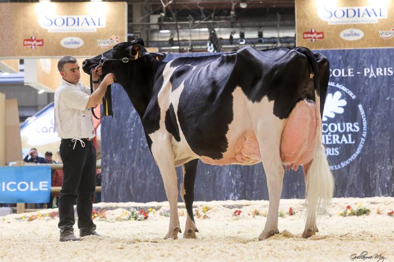 De zes keer gekalfde Ducasse Jaka (v. Bradnick) eiste in Parijs het algemeen kampioenschap op (foto: Guillaume Moy)