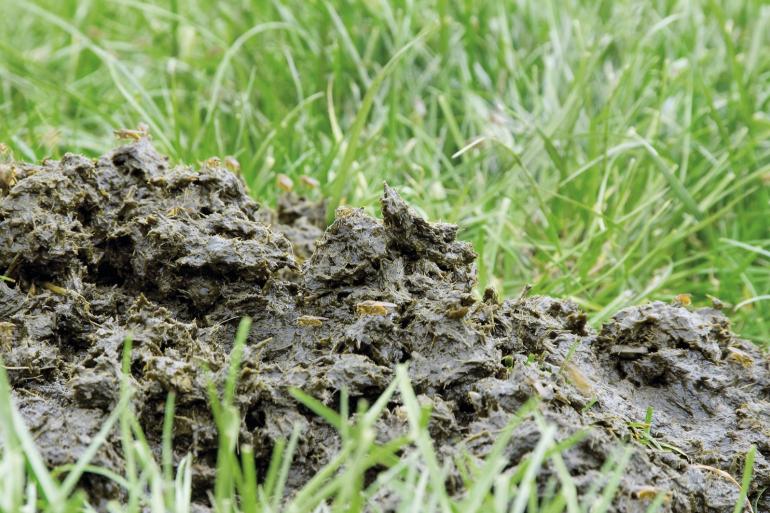 De residuen in mest zijn afkomstig van gewasbeschermingsmiddelen die zijn gebruikt bij de teelt van krachtvoergrondstoffen