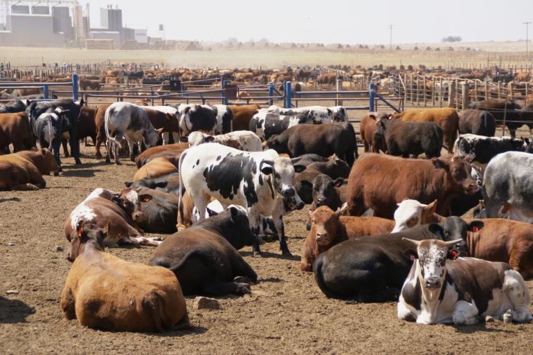  In de Verenigde Staten daalt de productie van rundvlees