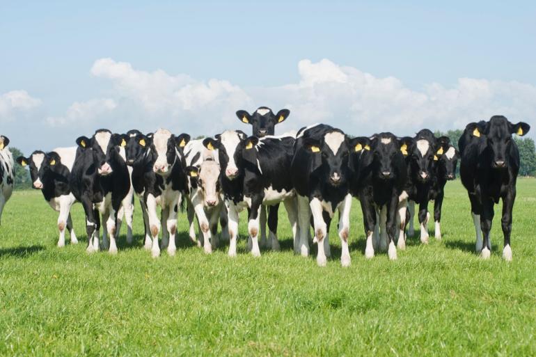Vergeleken met 2017 is het aantal stuks jongvee op Nederlandse melkveebedrijven met 18 procent gedaald