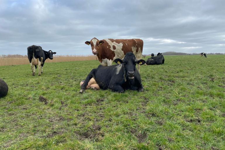 In haar tweede lijst produceerde Anna bijna 93.000 kg melk in ruim 3500 dagen