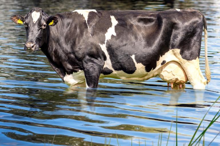 Koe in het water