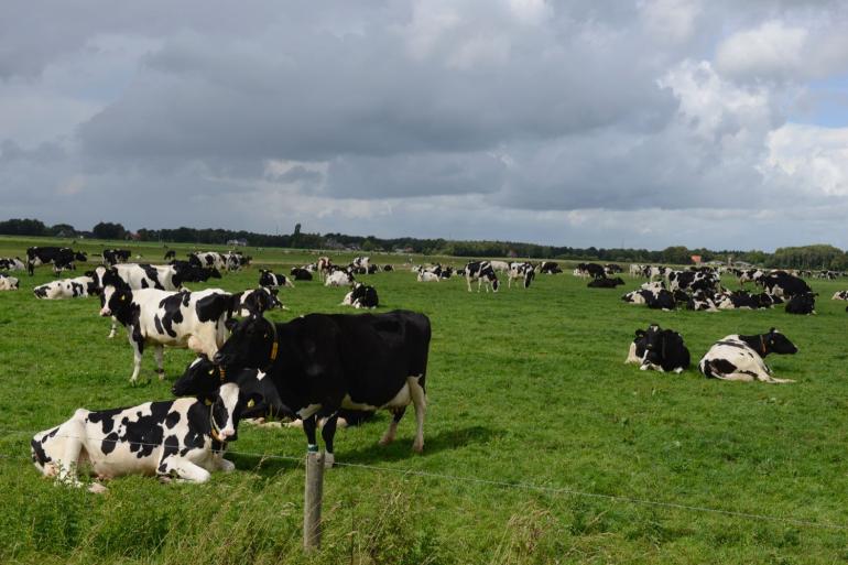 Twee derde van melkveebedrijven met meer dan 200 GVE paste in 2021 weidegang toe