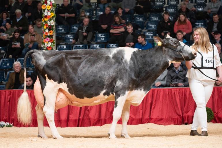 De 18-jarige Hauke won de oudste klasse en produceerde al meer dan 165.000 kg melk