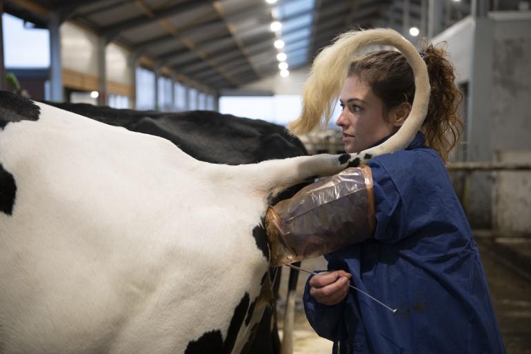 Met behulp van de tool ‘insemineer met het juiste rietje’ kunnen melkveehouders de inseminatiestrategie op hun bedrijf optimaliseren.