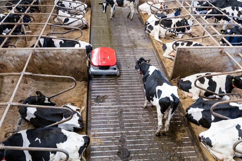 De mest wordt opgezogen door een mestrobot terwijl de urine via metalen strips met gaatjes in de roosterspleten verdwijnt