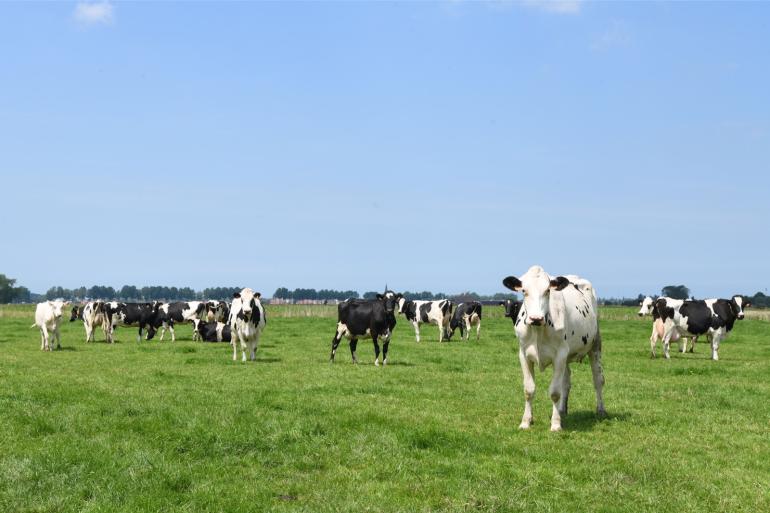 Dalende opbrengstprijzen en toenemende voerkosten zorgen voor onzekerheid onder Belgische melkveehouders