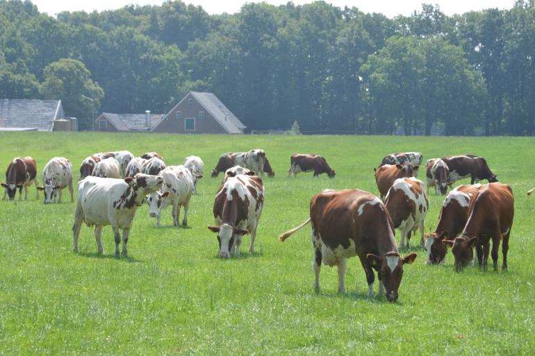 Wakker Dier roept burgers op te kijken in het land of koeien niet te mager of te vies zijn