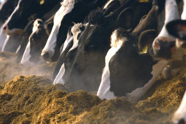 Het stikstofgehalte in de gevoerde graskuilen ligt hoger dan vorig jaar