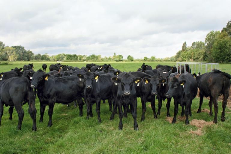 In tien jaar tijd is de populariteit van aberdeen angus voor zowel melk- als vleesvee flink toegenomen