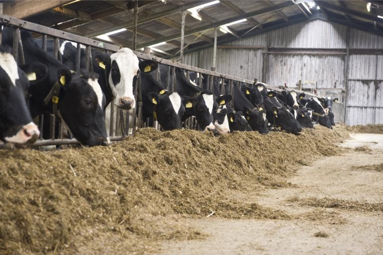 Bij de koeien die NutriTek kregen toegediend in het rantsoen bleef de salmonellastatus op peil