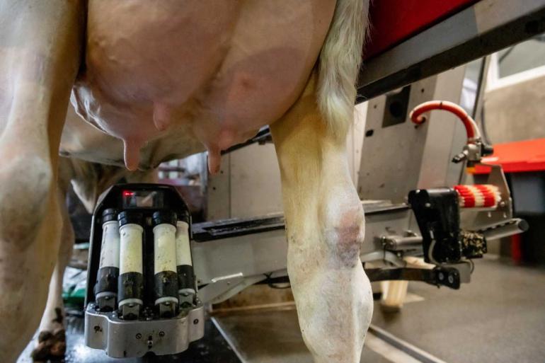 Koeien met 92 voor speenlengte (korte spenen) scoren gemiddeld maar 1 fokwaardepunt hoger voor melkrobotefficiëntie dan koeien met fokwaarde 100 voor speenlengte